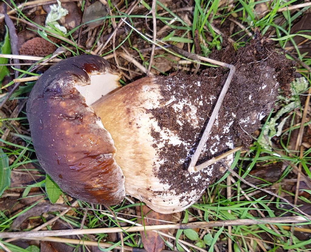 Boletus aereus?  S !