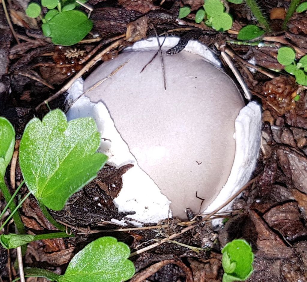 Amanita pantherina?-...Amanita simulans (= malleata)