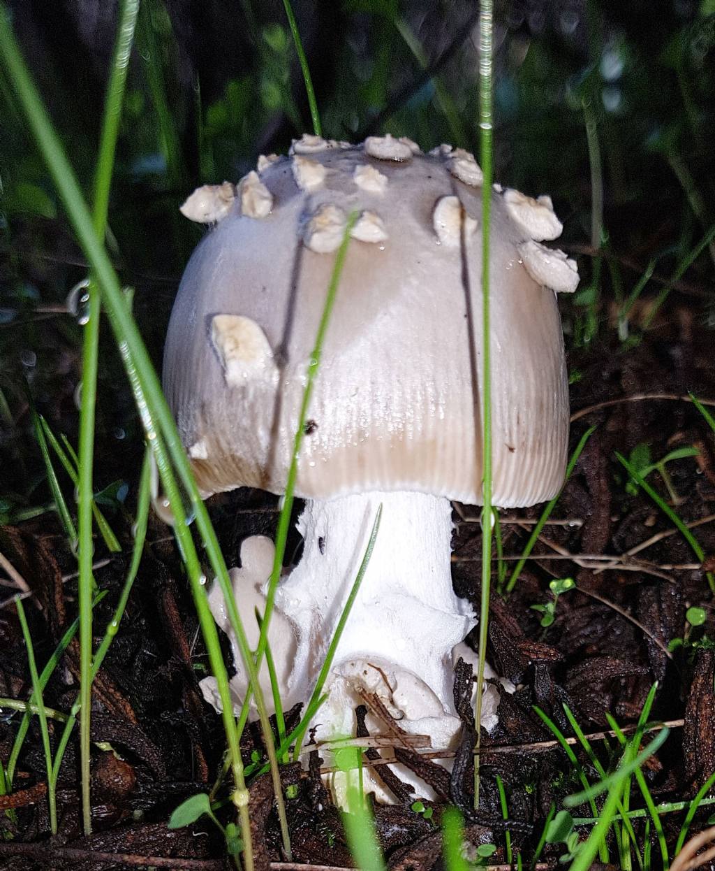 Amanita pantherina?-...Amanita simulans (= malleata)