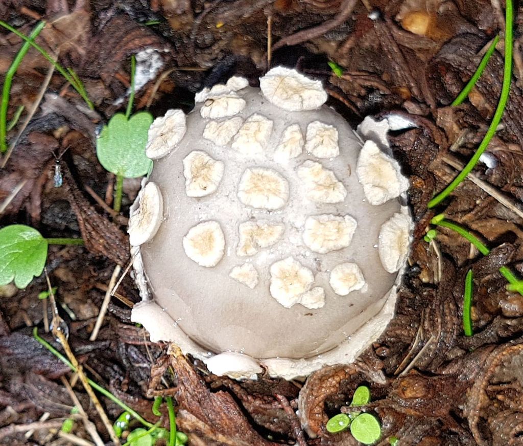 Amanita pantherina?-...Amanita simulans (= malleata)