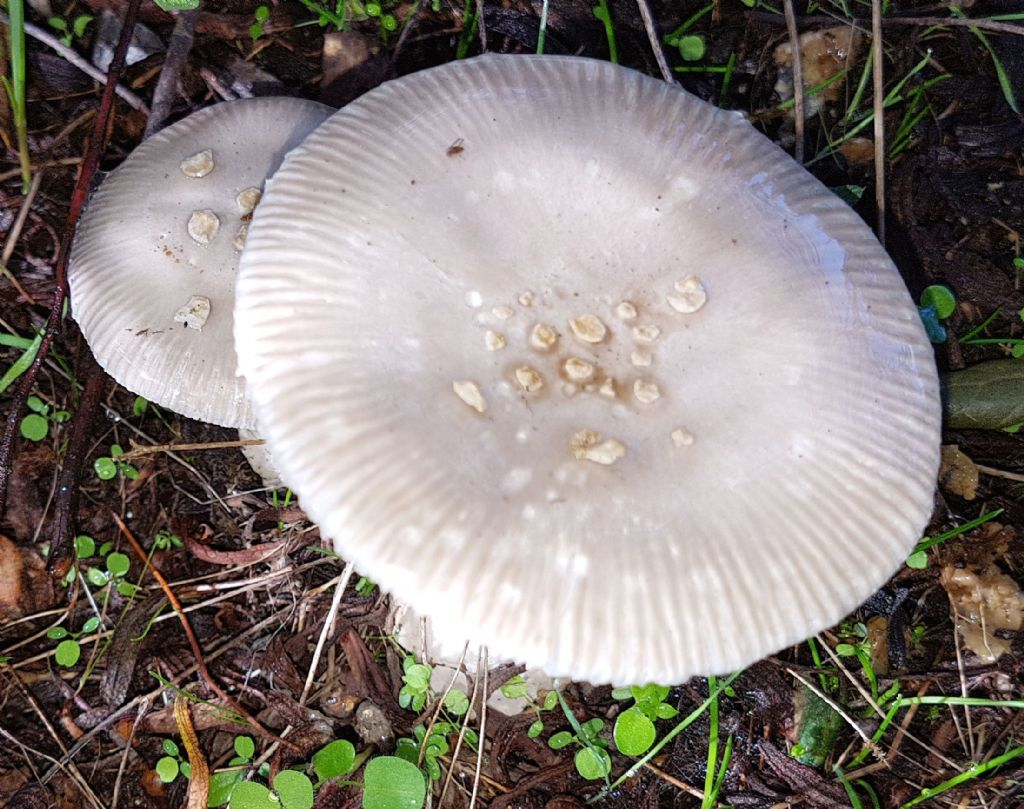 Amanita pantherina?-...Amanita simulans (= malleata)