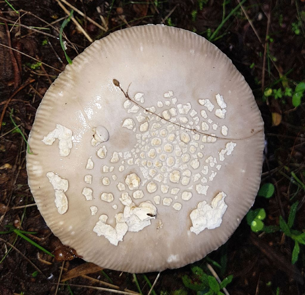 Amanita pantherina?-...Amanita simulans (= malleata)