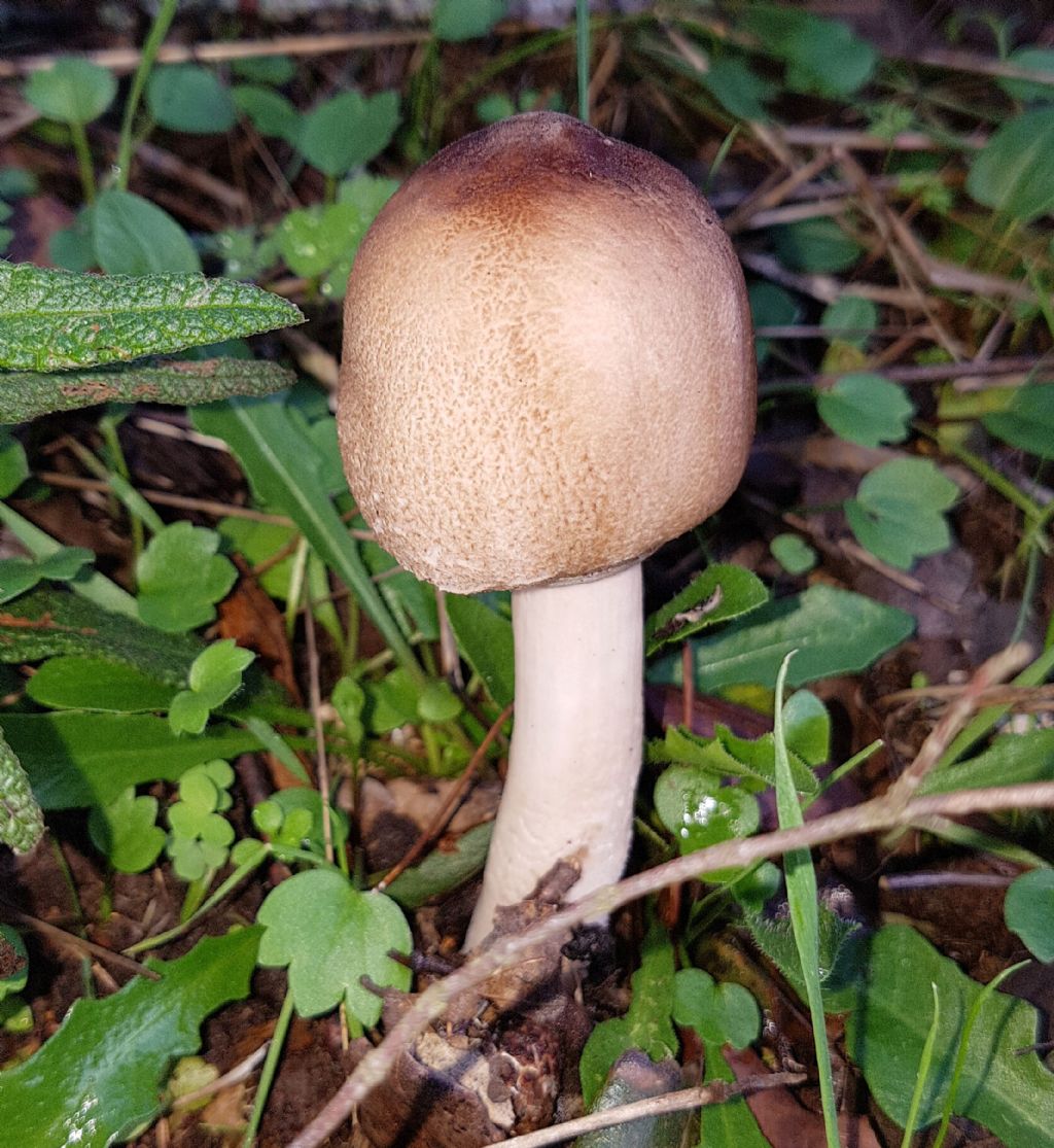 Lepiota subincarnata? No, Leucoagaricus sp. (cfr.)