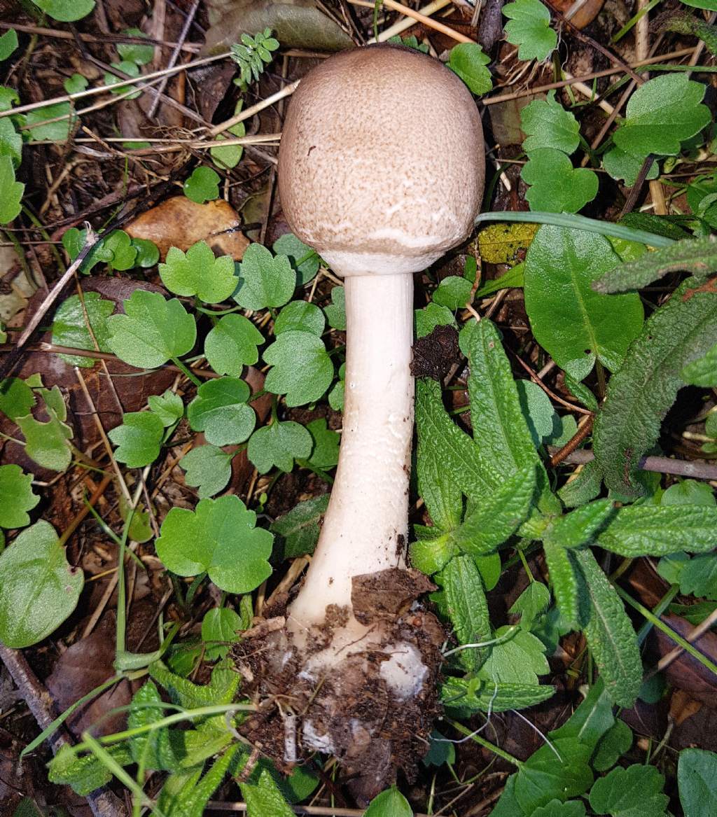 Lepiota subincarnata? No, Leucoagaricus sp. (cfr.)