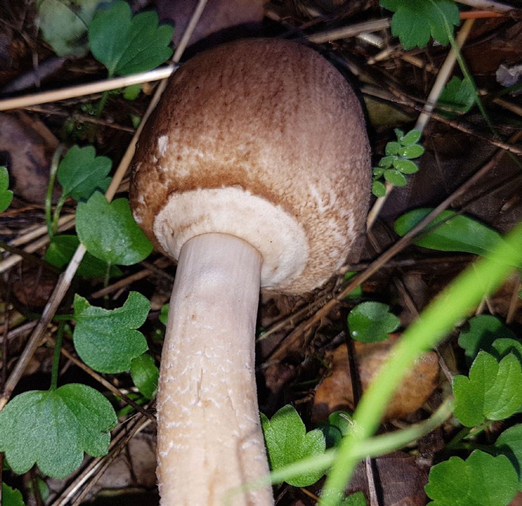 Lepiota subincarnata? No, Leucoagaricus sp. (cfr.)