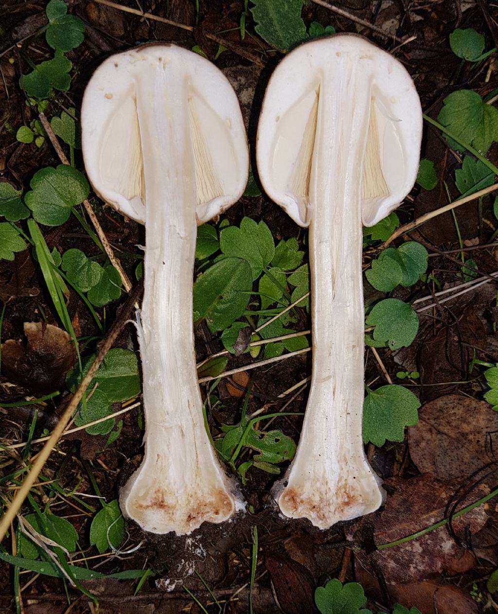 Lepiota subincarnata? No, Leucoagaricus sp. (cfr.)