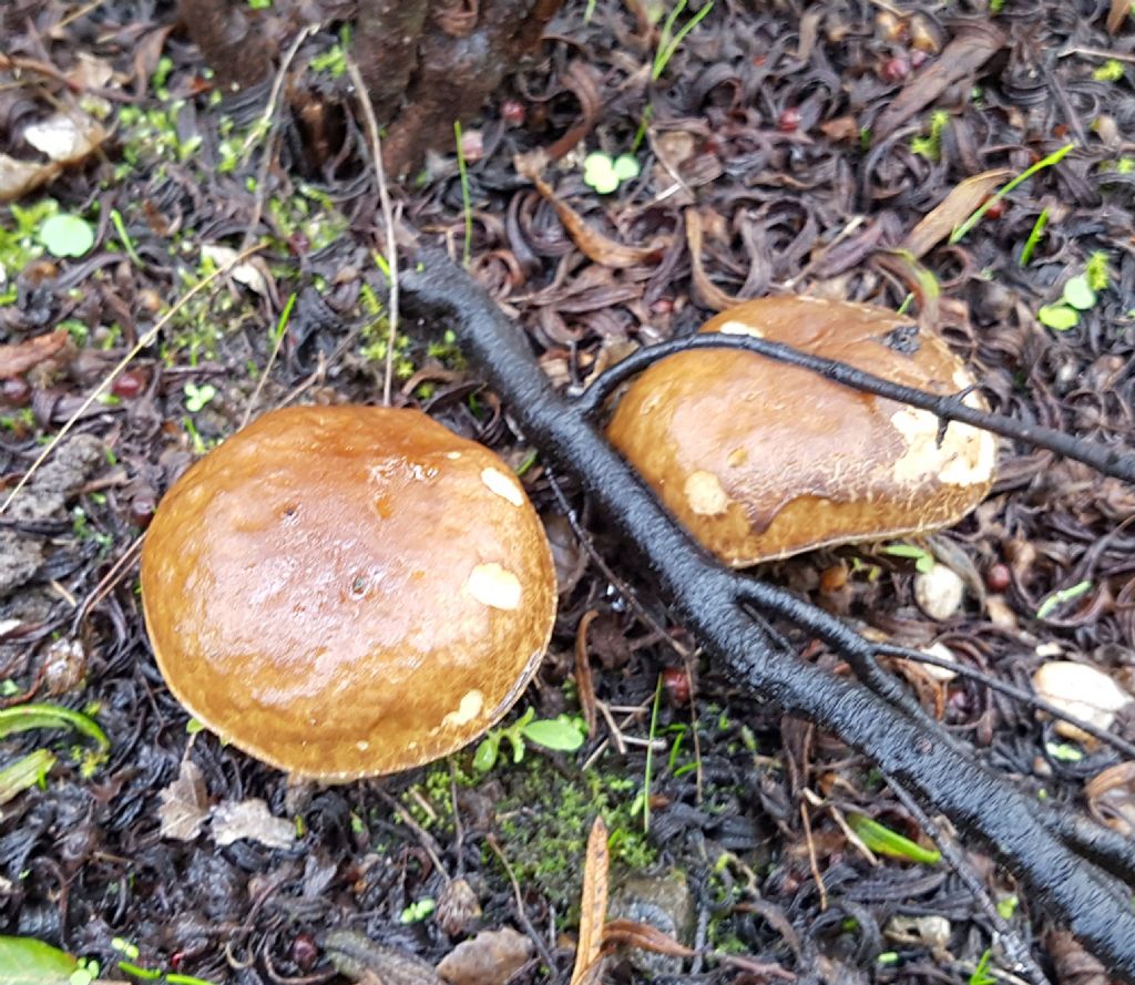 Leccinum corsicum.