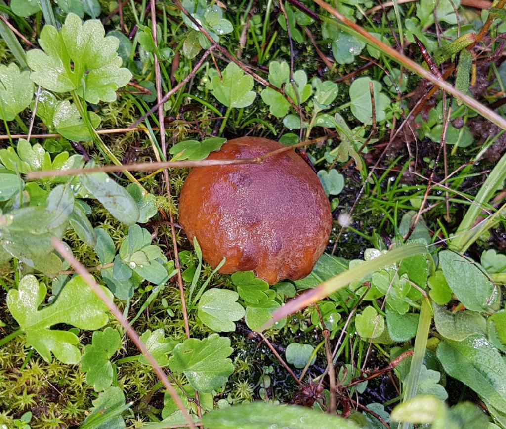 Leccinum corsicum.