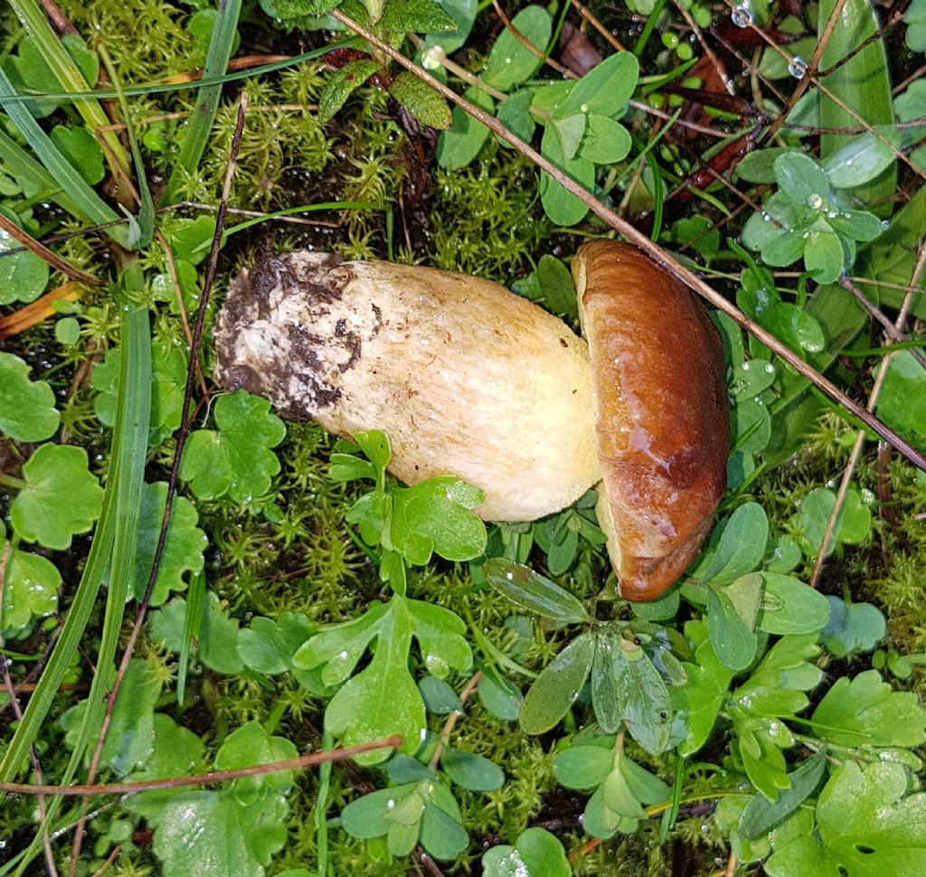 Leccinum corsicum.