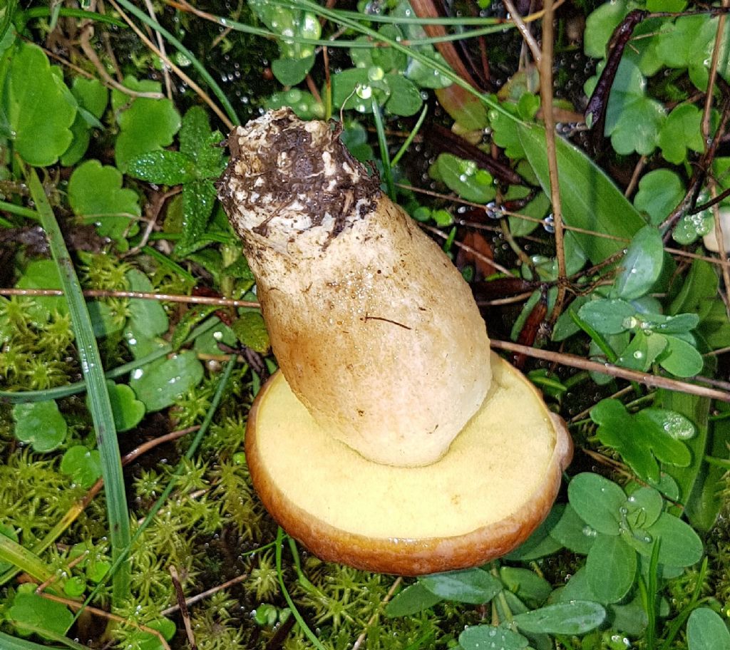 Leccinum corsicum.