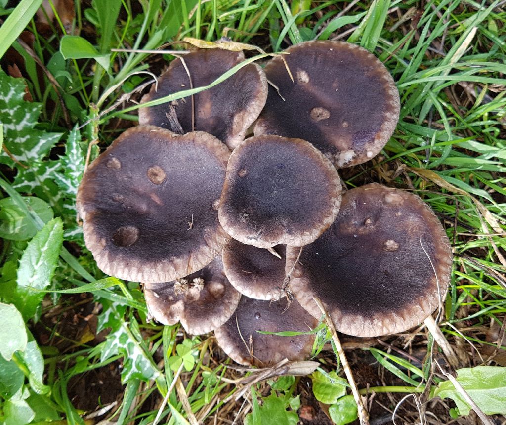 Pleurotus eryngii var. ferulae