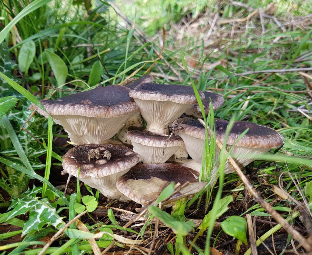 Pleurotus eryngii var. ferulae