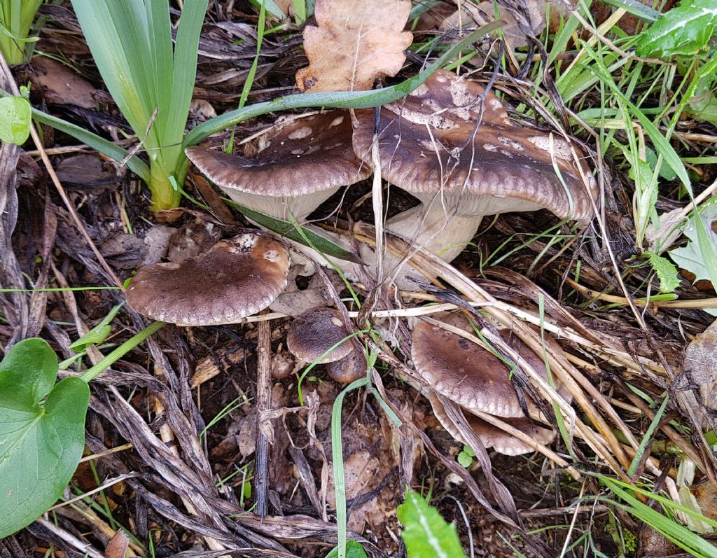 Pleurotus eryngii var. ferulae