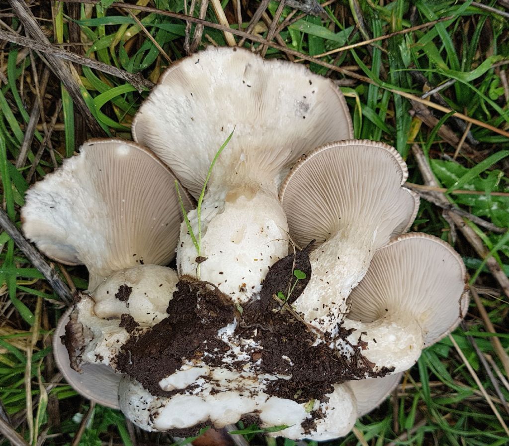 Pleurotus eryngii var. ferulae