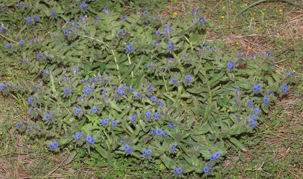 Nel retroduna. Alkanna tinctoria