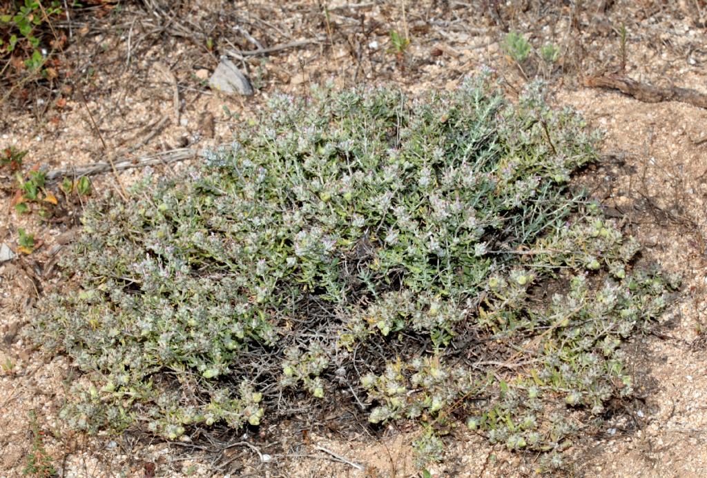 Nel retroduna. Teucrium capitatum (Lamiaceae)