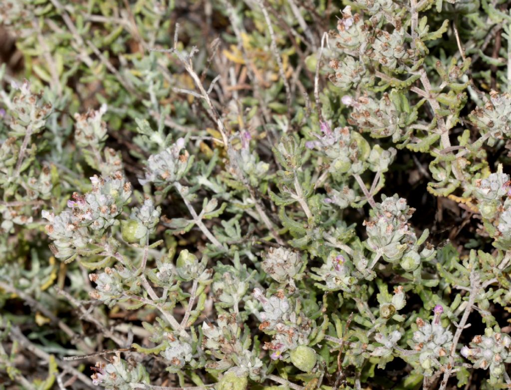 Nel retroduna. Teucrium capitatum (Lamiaceae)