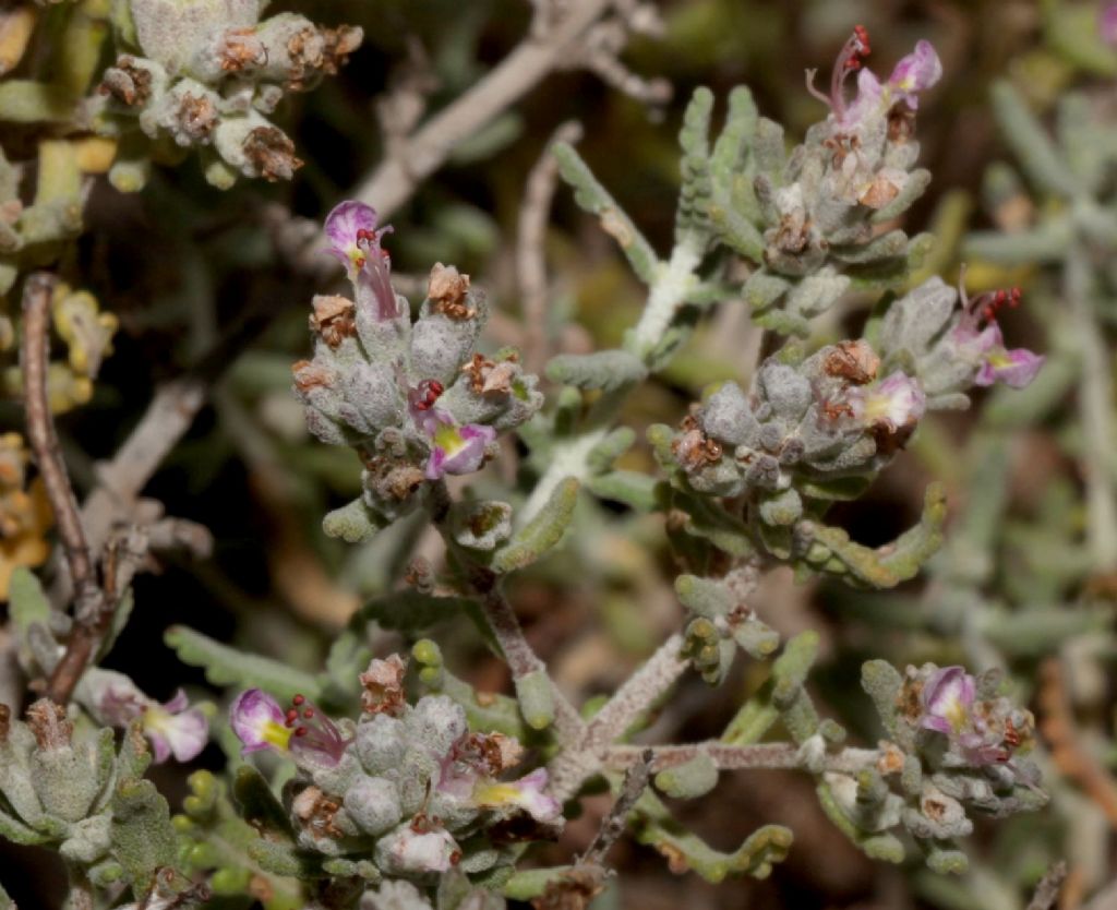 Nel retroduna. Teucrium capitatum (Lamiaceae)