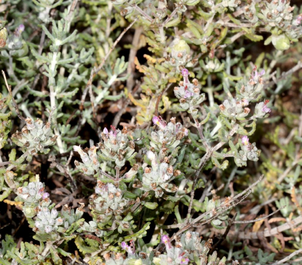 Nel retroduna. Teucrium capitatum (Lamiaceae)