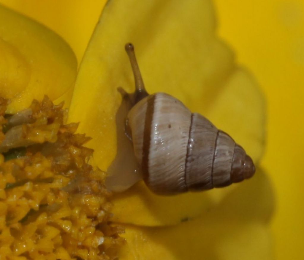 Cochlicella barbara