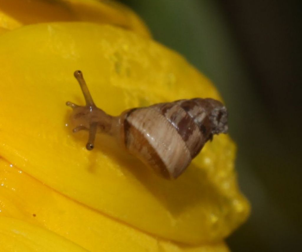 Cochlicella barbara