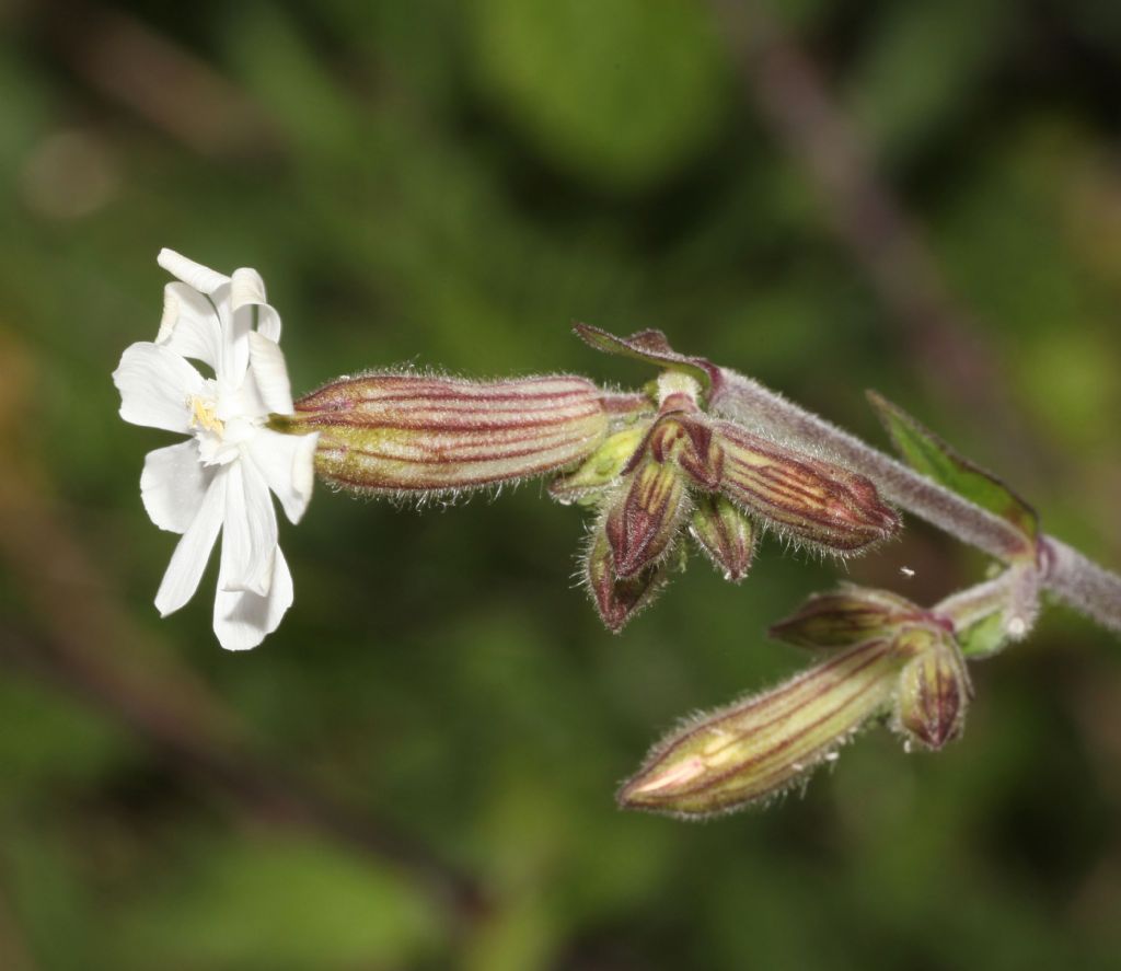 Silene latifolia