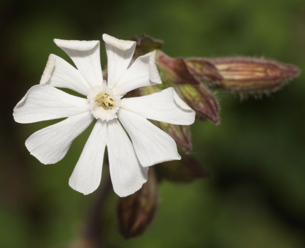 Silene latifolia