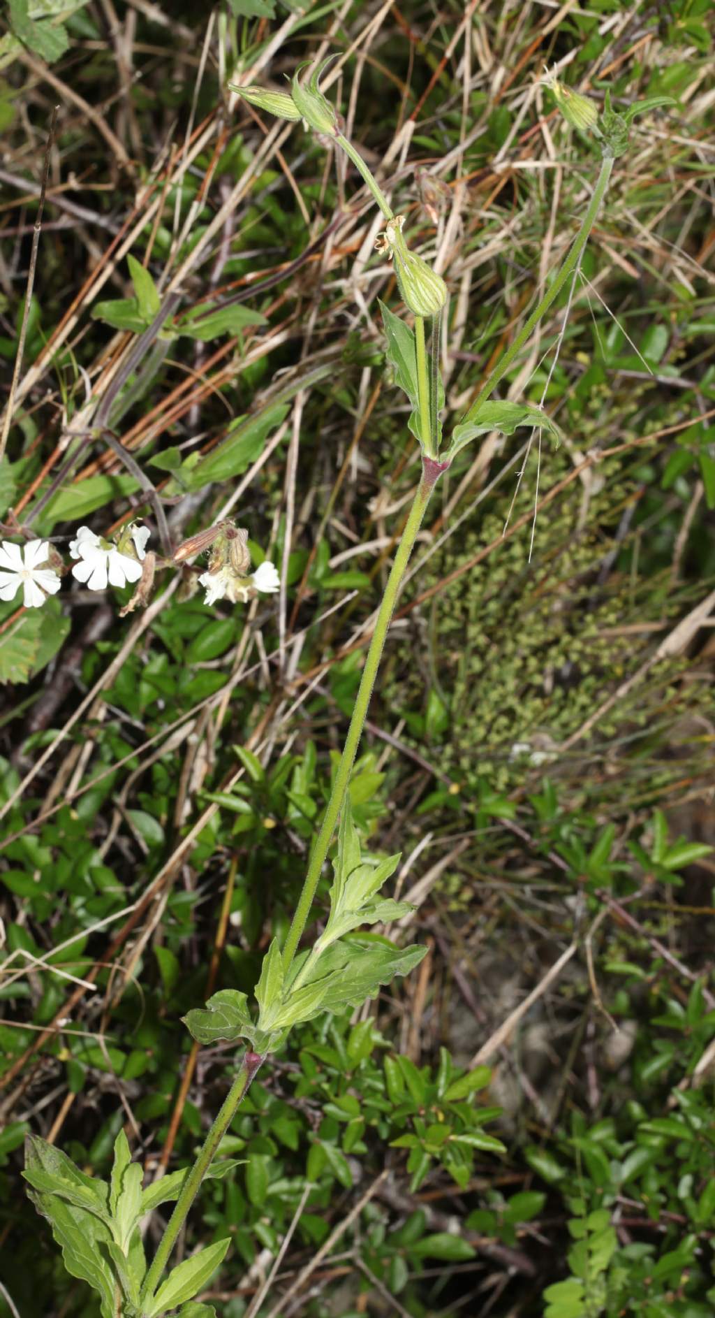 Silene latifolia