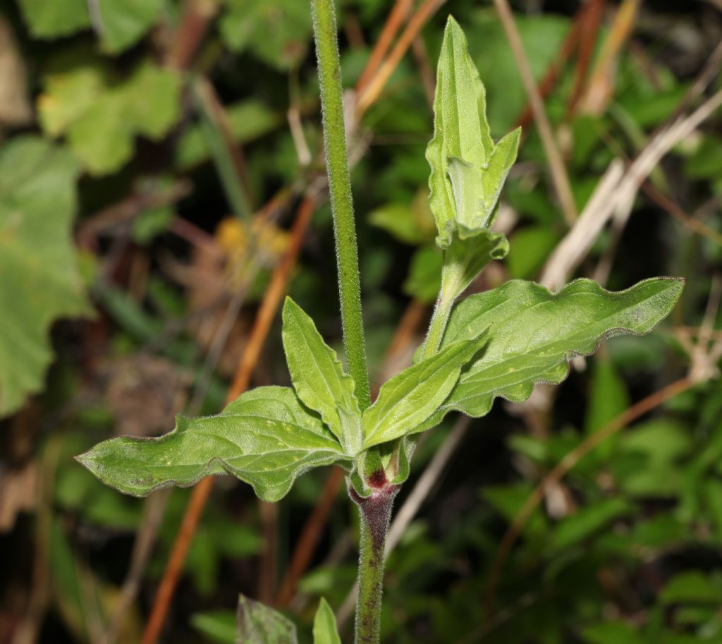 Silene latifolia