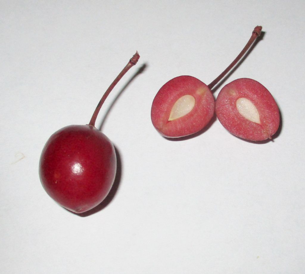 Giuggiole ?  No,  Prunus cerasifera var. pissardii