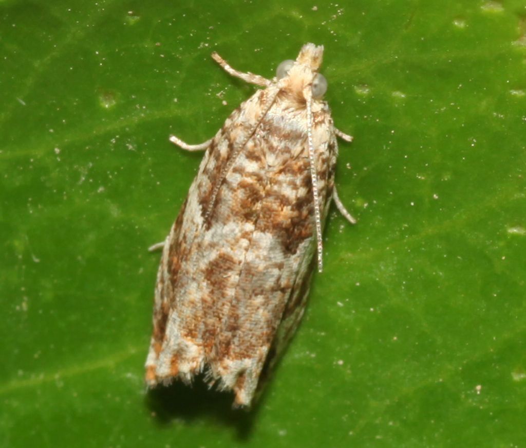 Piccola falena: Epinotia abbreviana - Tortricidae