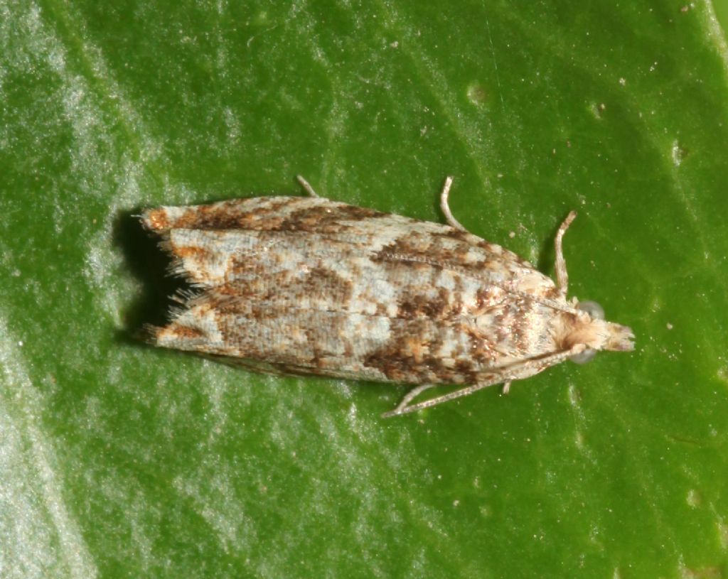 Piccola falena: Epinotia abbreviana - Tortricidae