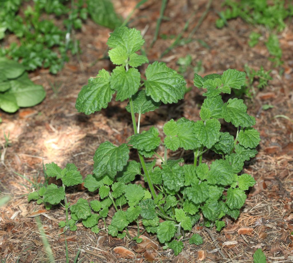 Ballota nigra (Lamiaceae)