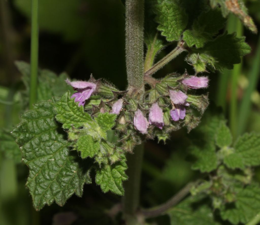 Ballota nigra (Lamiaceae)