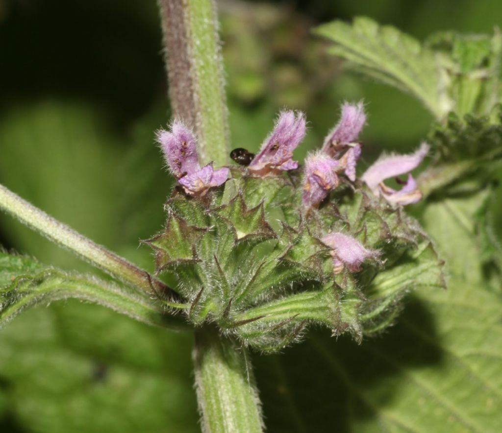 Ballota nigra (Lamiaceae)