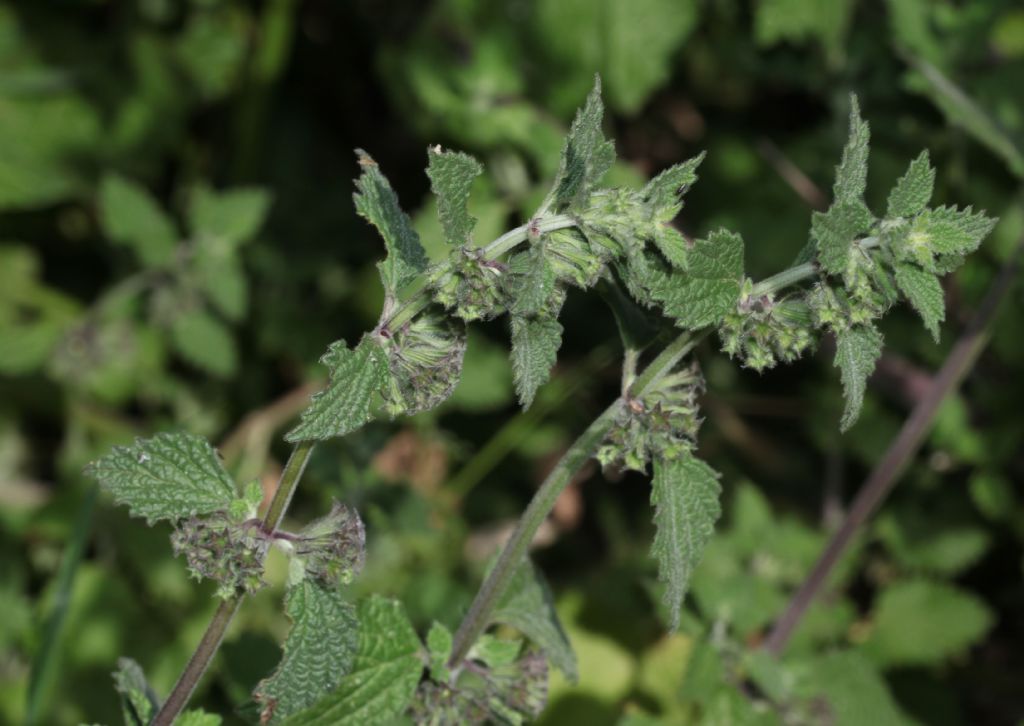 Ballota nigra (Lamiaceae)