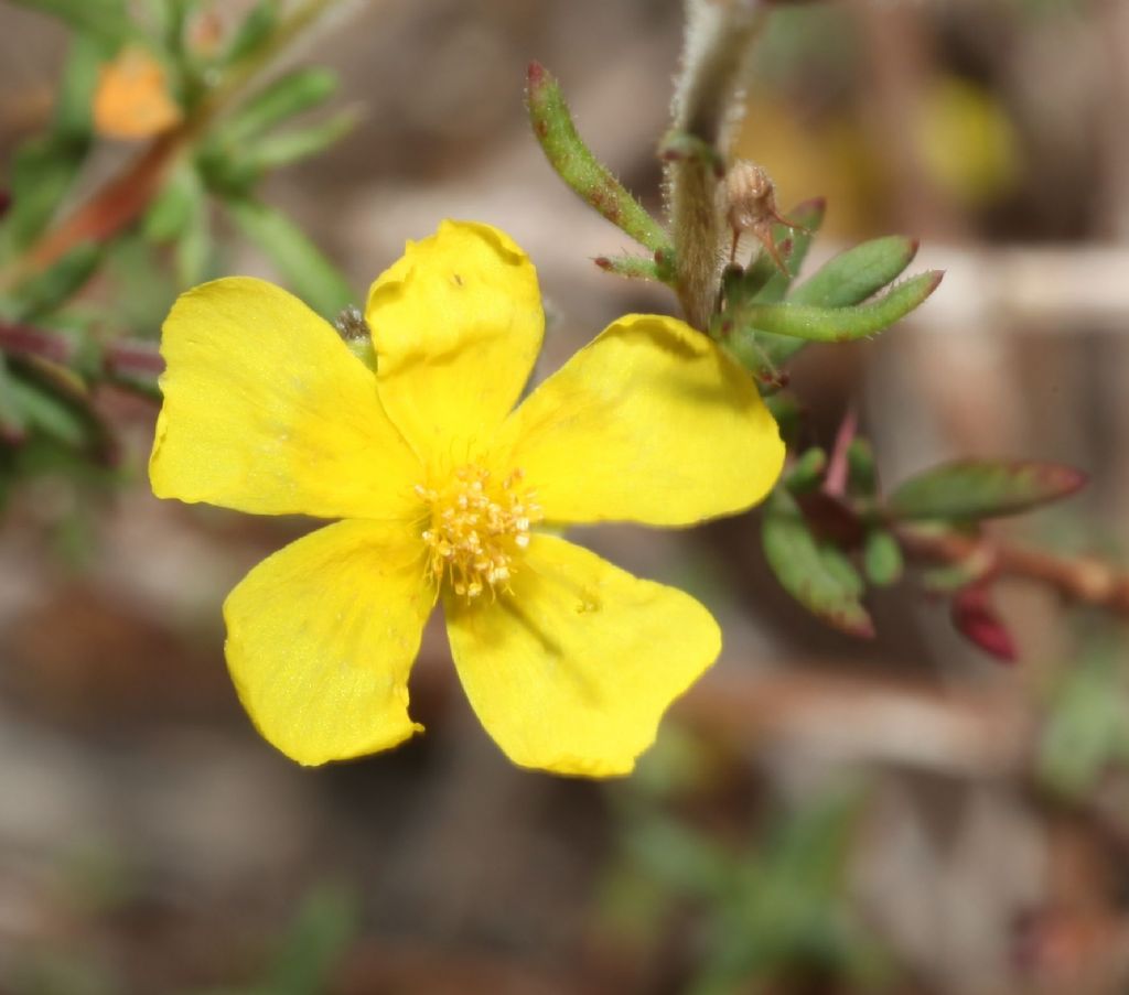 Fiori gialli di fine luglio: Fumana sp. (Cistaceae ...