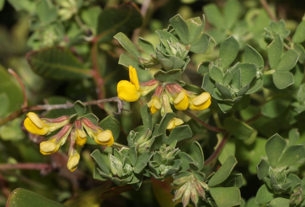 Lotus? S, Lotus cytisoides