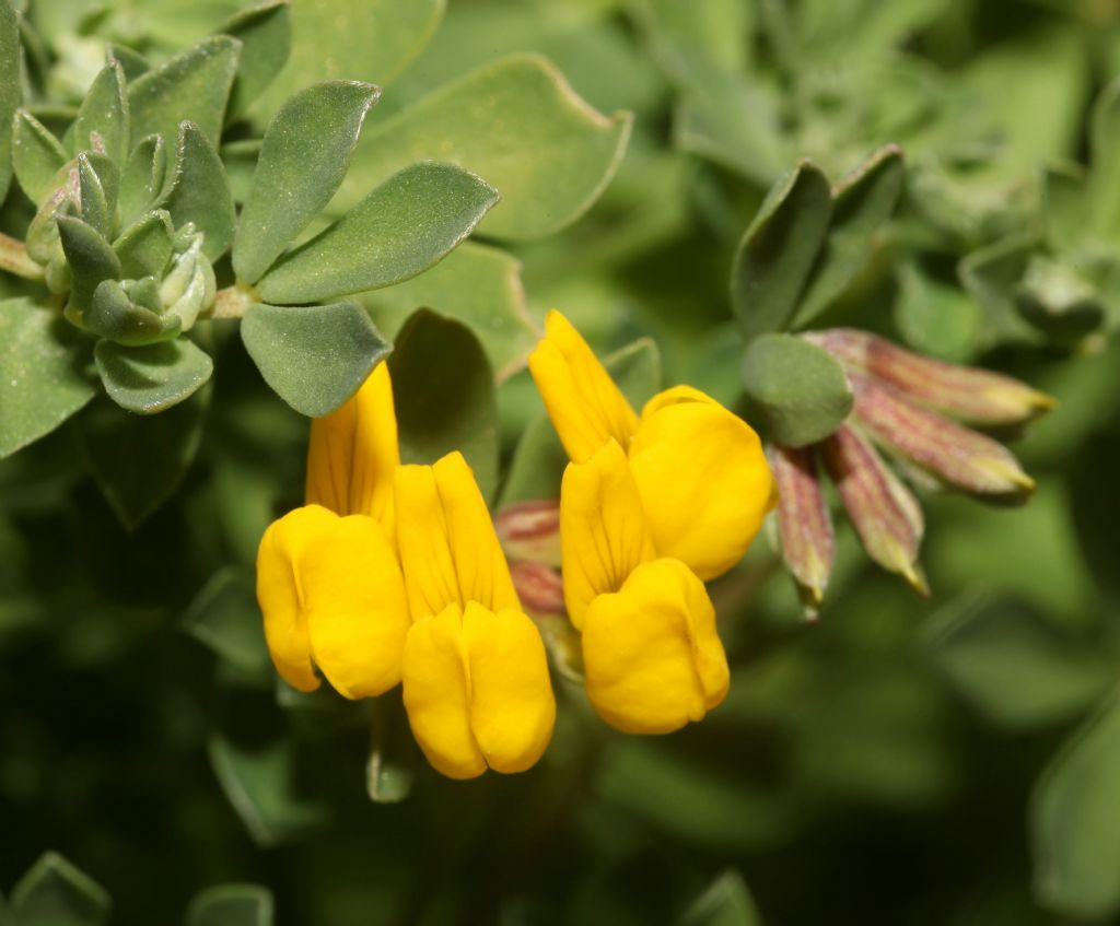 Lotus? S, Lotus cytisoides