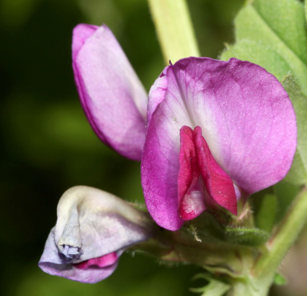 Lathyrus?