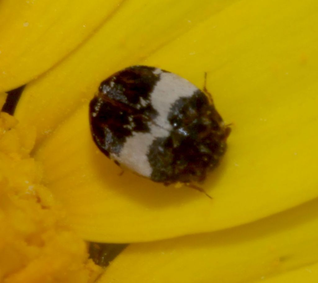 Dermestidae su Glebionis coronaria: Anthrenus gr. pimpinellae