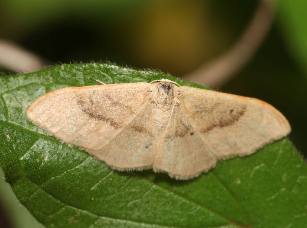 Idaea degeneraria - Geometridae