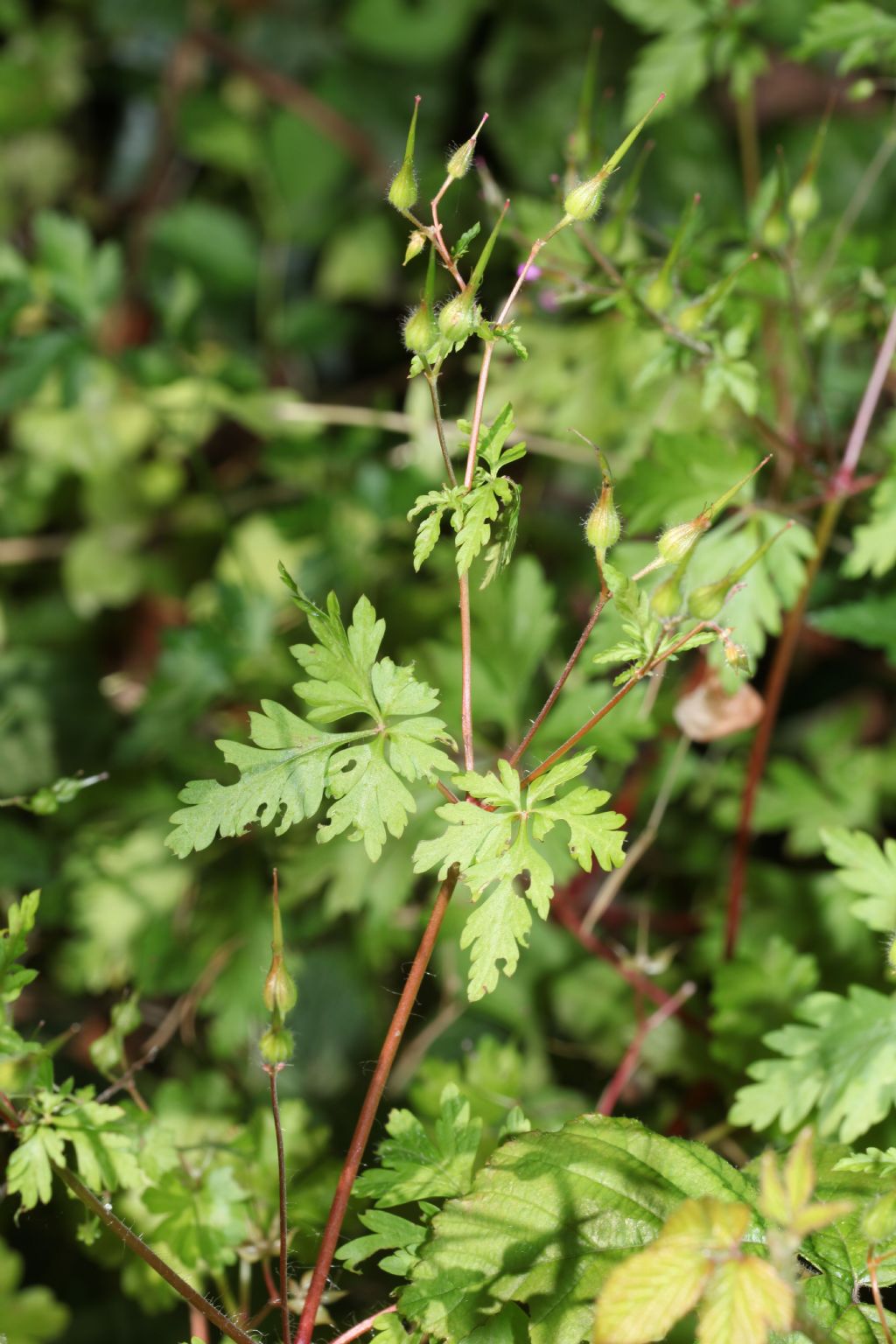 Geraneum purpureum? S