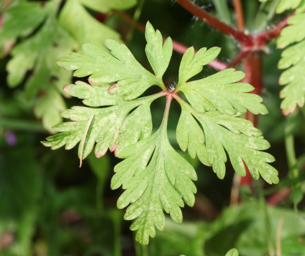 Geraneum purpureum? S