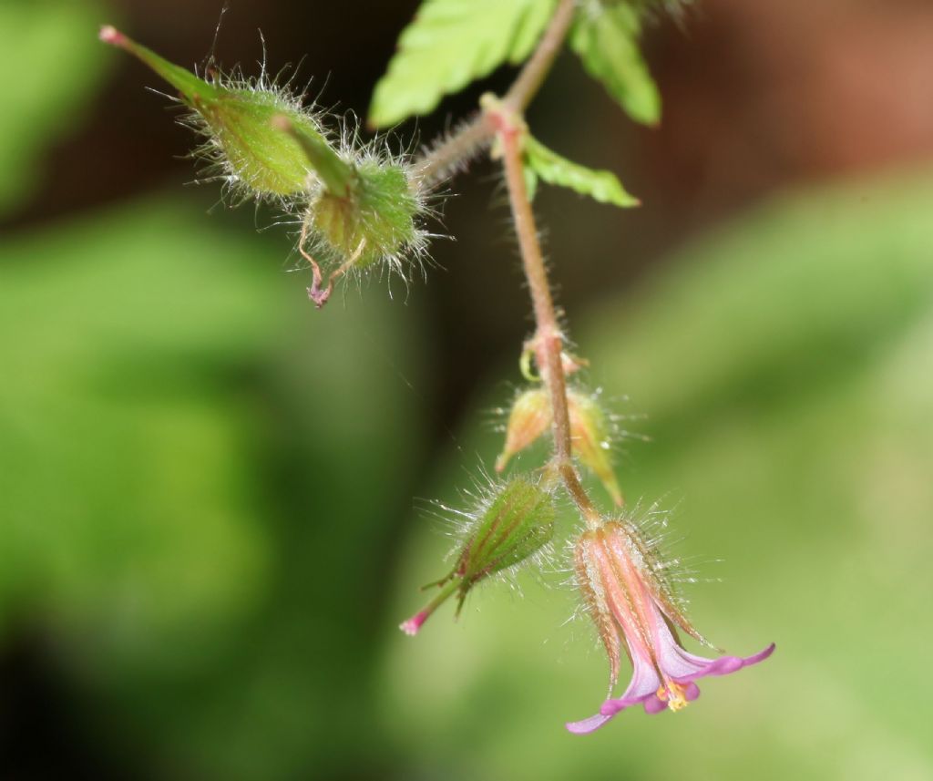 Geraneum purpureum? S