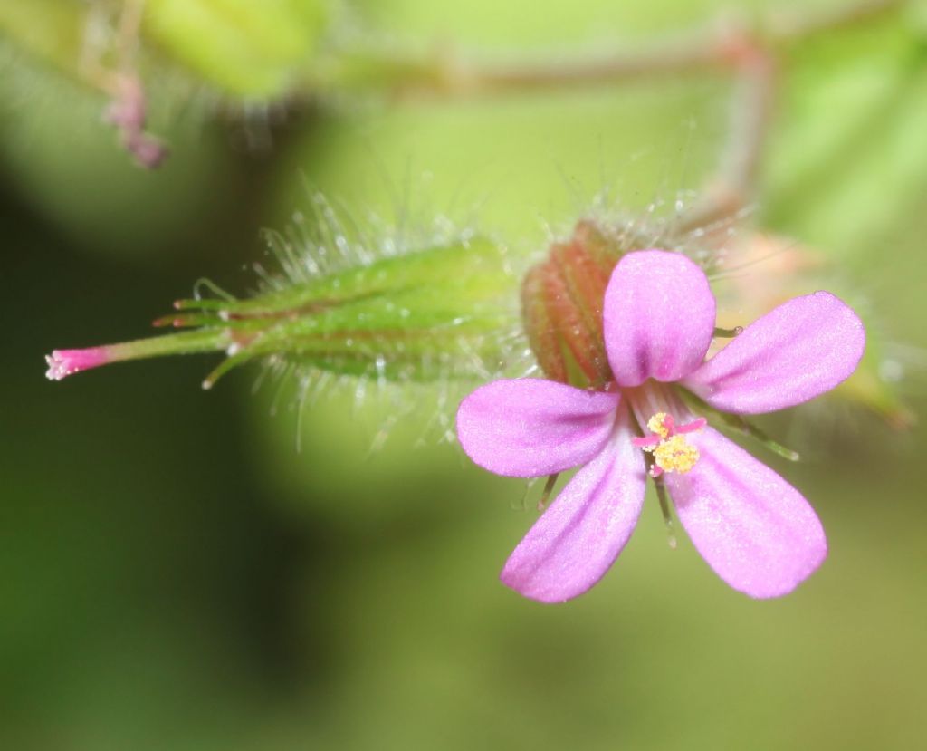 Geraneum purpureum? S