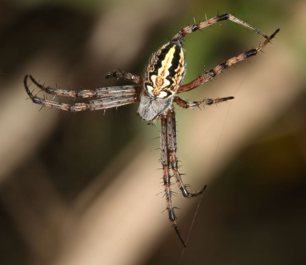 Aculepeira ? No, Neoscona adianta