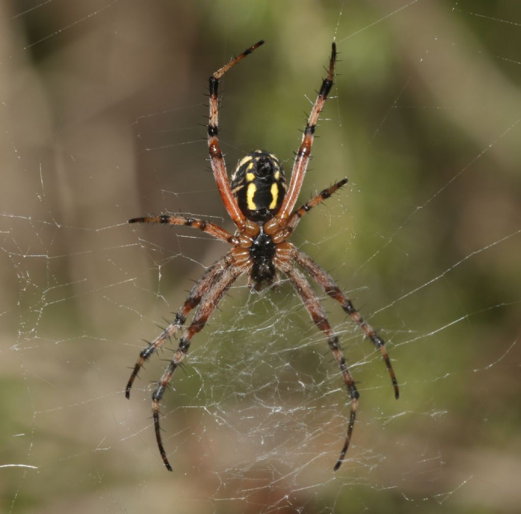 Aculepeira ? No, Neoscona adianta