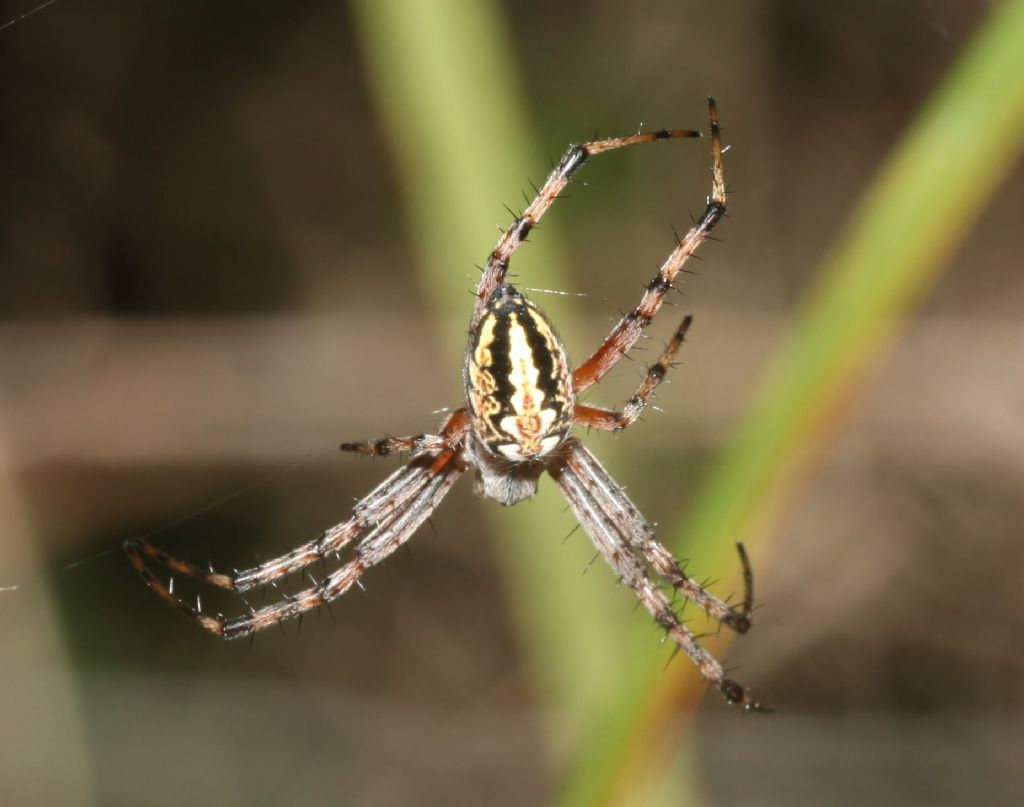 Aculepeira ? No, Neoscona adianta