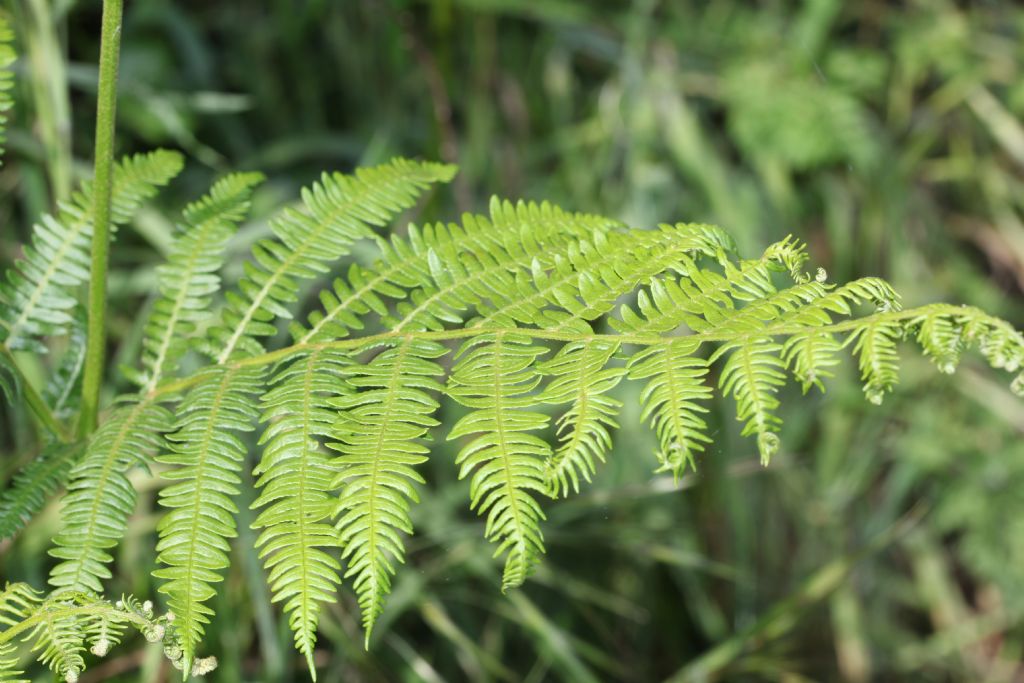 Felce: Pteridium aquilinum (Polypodiales Dennstaedtiaceae)